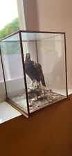 Taxidermy grouse mounted for sale  FARINGDON