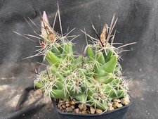 Coryphantha runyonii vivaio usato  Massafra