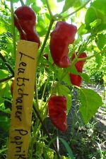 Pimenta Leutschauer Paprika - Pimenta secagem vermelha deslumbrante comprar usado  Enviando para Brazil
