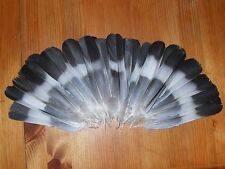 Pigeon tail feathers d'occasion  Expédié en Belgium