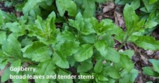 Cuttings goji berry for sale  Ashland