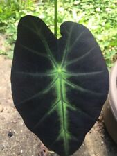 80001713 colocasia esculenta gebraucht kaufen  Reutlingen