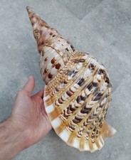 Charonia tritonis triton for sale  LONDON