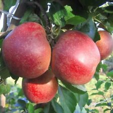 Apfelbaum roter boskoop gebraucht kaufen  Detmold