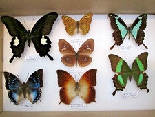 Butterfly moth collection for sale  WATERLOOVILLE