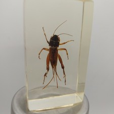 Inclusions insectes entomologi d'occasion  Lagny-sur-Marne