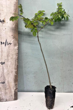 False acacia tree for sale  INVERNESS