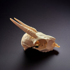 Dik dik skull for sale  STOCKTON-ON-TEES