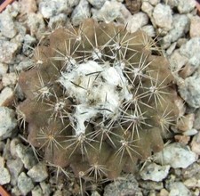 Copiapoa tenuissima flowering for sale  EASTBOURNE