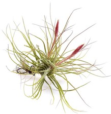 Tillandsia schiedeana pianta usato  Napoli