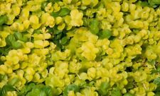 Lysimachia nummularia aurea for sale  WALLINGFORD