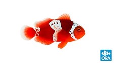 Lightning maroon clownfish for sale  Haslet