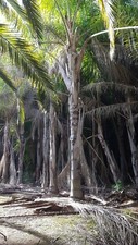 Pianta esemplare cocos usato  Ragusa