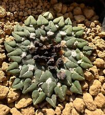 ariocarpus kotschoubeyanus usato  Valdastico