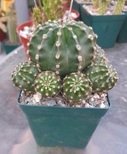 Echinobivia rainbow bursts for sale  La Mirada