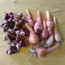 Egyptian walking onions for sale  Reading