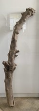 Treibholz ast treibgut gebraucht kaufen  Pfaffenhofen a.d.Roth