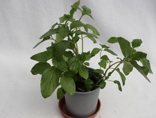Peppermint plant cullinary for sale  NEWCASTLE EMLYN