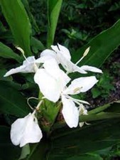 Hedychium coronarium fresh for sale  TAUNTON