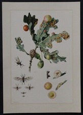 Planche insecte cynips d'occasion  Nantes-