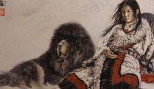 tibetan mastiff for sale tibetan mastiff for sale TAUNTON