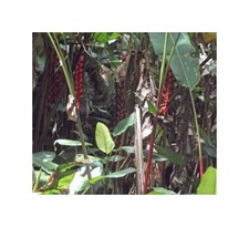 10x heliconia harlingii gebraucht kaufen  Pfullingen