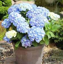 Ortensia giardino piccola usato Ortensia giardino piccola usato  Spedire a Italy