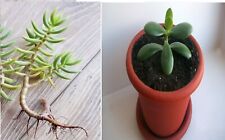 Piante grasse crassula usato  San Giorgio a Cremano