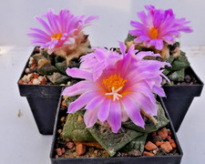 Kakteen kaktus ariocarpus gebraucht kaufen  Deutschland
