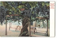 Largest grape vine for sale  Sebastian