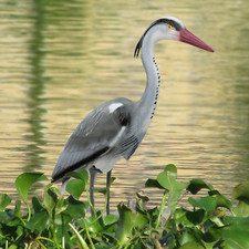 Decoy heron deterrent for sale  IPSWICH