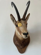 Beautiful mountain goat for sale  SOUTHEND-ON-SEA
