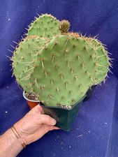Winter hardy opuntia for sale  PENZANCE