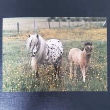 Pferdepostkarte pferd popp gebraucht kaufen  Beeskow