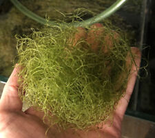 Cheatomorpha cheato chaeto for sale  BASILDON
