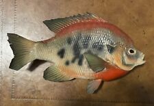 Bluegill sunfish taxidermy for sale  Jacksonville