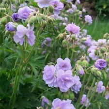 Geranium cloud nine for sale  GLASGOW
