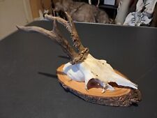 Trophée chevreuil écusson d'occasion  Lorient