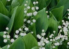 Lily valley may for sale  Kent