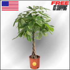 Money tree live for sale  Anaheim