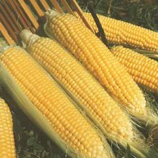 Kandy korn sweet for sale  Deltona
