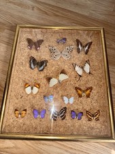 Framed exotic butterfly for sale  BLAIRGOWRIE