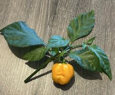 Rare graines piment d'occasion  Agen
