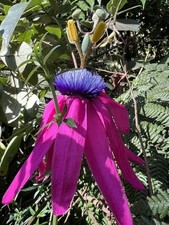 Passiflora semiciliosa rare for sale  BECCLES