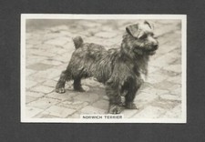 Old original norwich for sale  RADSTOCK