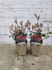 Photinia little red for sale  HARLOW