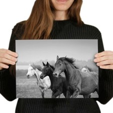 Mare foal horse for sale  SELBY
