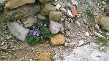 Mandragora mandragola pianta usato  Reggio Calabria