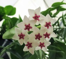 Hoya bella wax for sale  BRIXHAM
