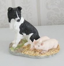 Border collie piglets for sale  UK
